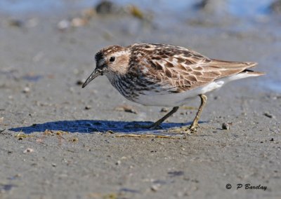 Least sandpiper