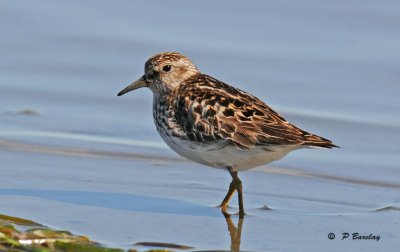 Least sandpiper