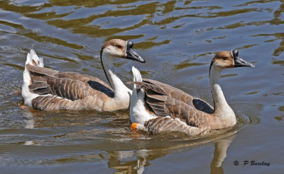 Chinese geese