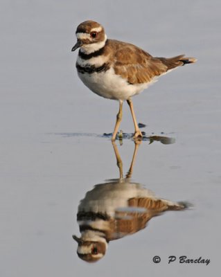 Killdeer