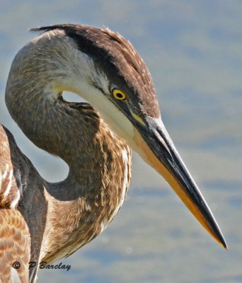 Great blue heron (juv)