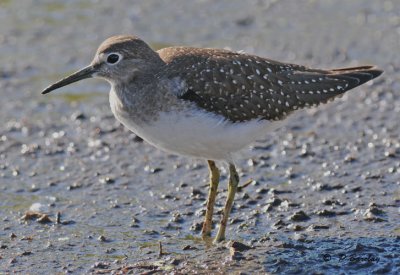 Solitary sandpiper