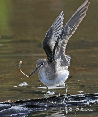 Solitary sandpiper