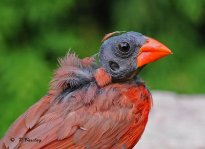 Northern cardinal (m)