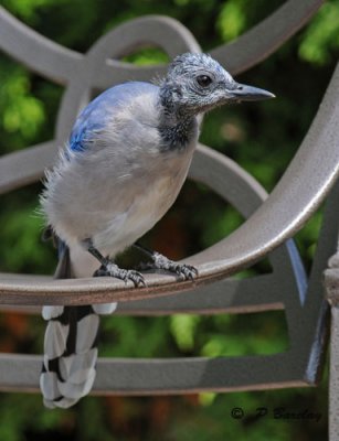 Blue jay