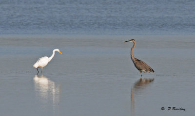 Two Greats:  Great egret & Great blue heron