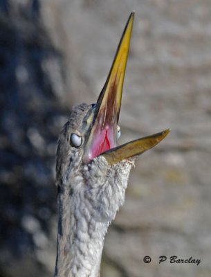 Great blue heron