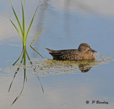 Blue-winged teal (f)