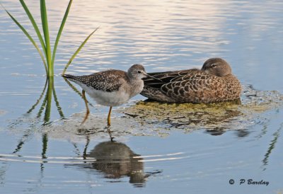 Lesser yellowlegs & blue-winged teal