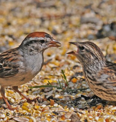 Chipping sparrows