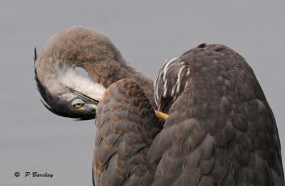 Great blue heron (juv)