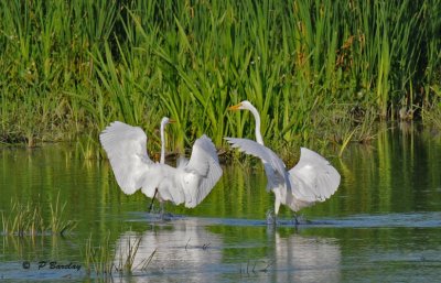 Great egrets