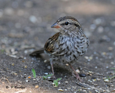 Chipping sparrow (juv)