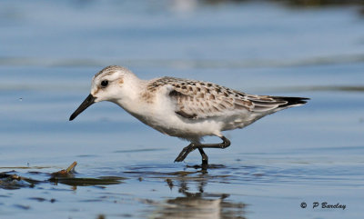 Sanderling