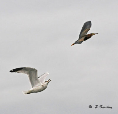 Green heron and Ring-billed gull: SERIES