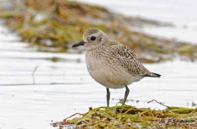 Black-bellied plover