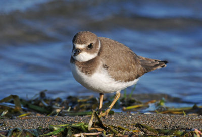 Semipalmated plover