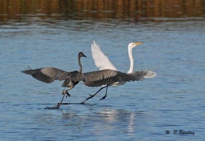 Great blue heron & Great egret