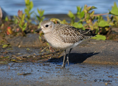 Black-bellied plover