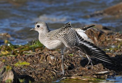 Black-bellied plover