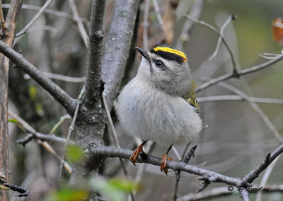 Golden-crowned kinglet