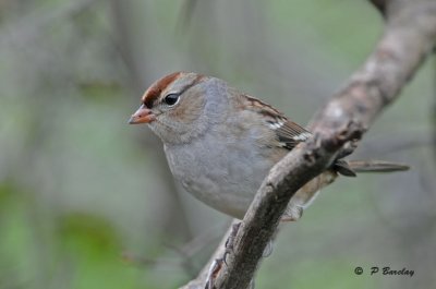 White-crowned sparrow (imm)