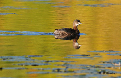 Pied-billed grebe