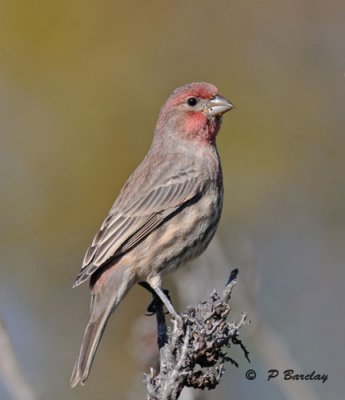 House finch (m)