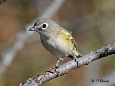 Blue-headed vireo