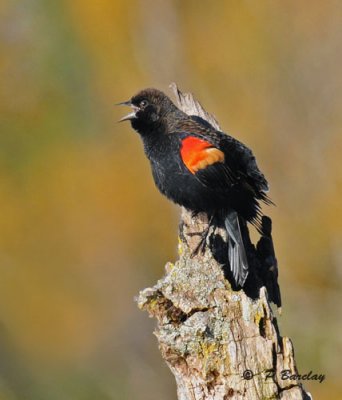 Red-winged blackbird (m)