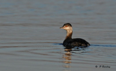 Horned grebe