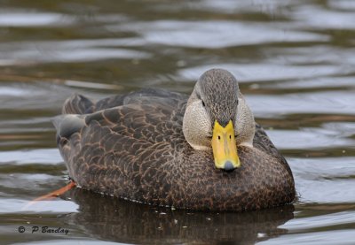 Black duck