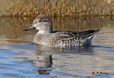 Green-winged teal (f)