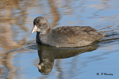 American coot (juv): SERIES