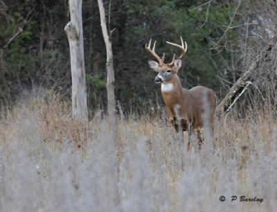 White-tailed deer (m):  SERIES