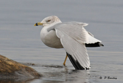 Ring-billed gull