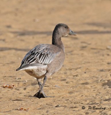 Snow goose - juvenile dark morph