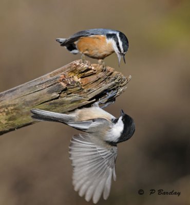Red-breasted nuthatch & Black-capped chickadee:  SERIES