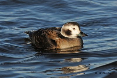 Long-tailed duck (f)