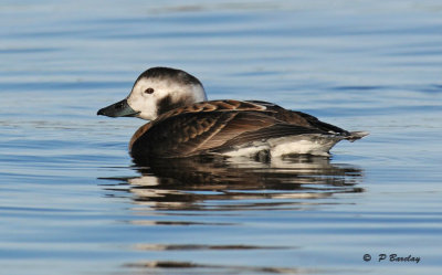 Long-tailed duck (f)