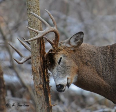 White-tailed deer:  SERIES