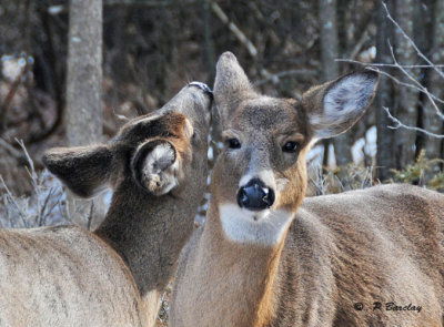 White-tailed deer