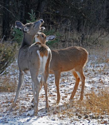 White-tailed deer