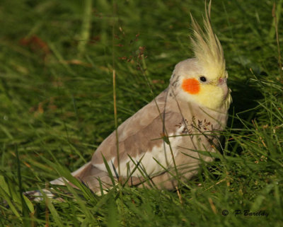 Cockatiel:  SERIES