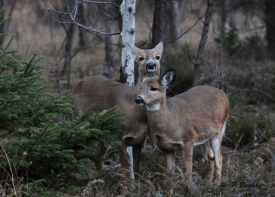 White-tailed deer