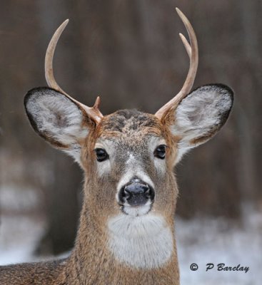 White-tailed deer:  SERIES