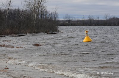 Lost buoy:  SERIES