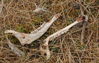 Jaw bones (from a deer?):  SERIES