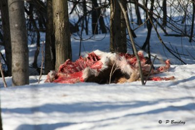 White-tailed deer carcass:  SERIES