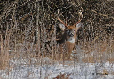 White-tailed deer:  SERIES